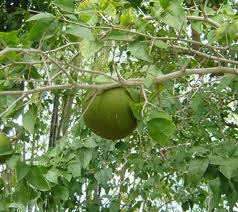 baelfruit